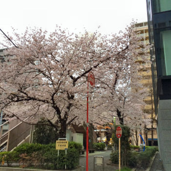 お散歩