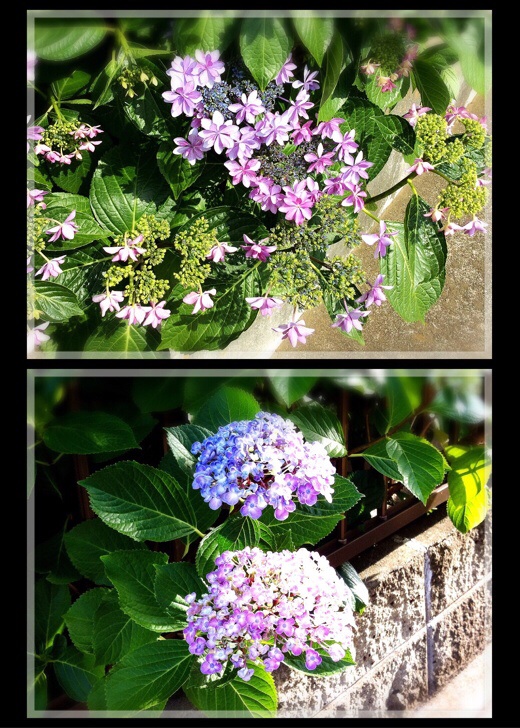 紫陽花２種