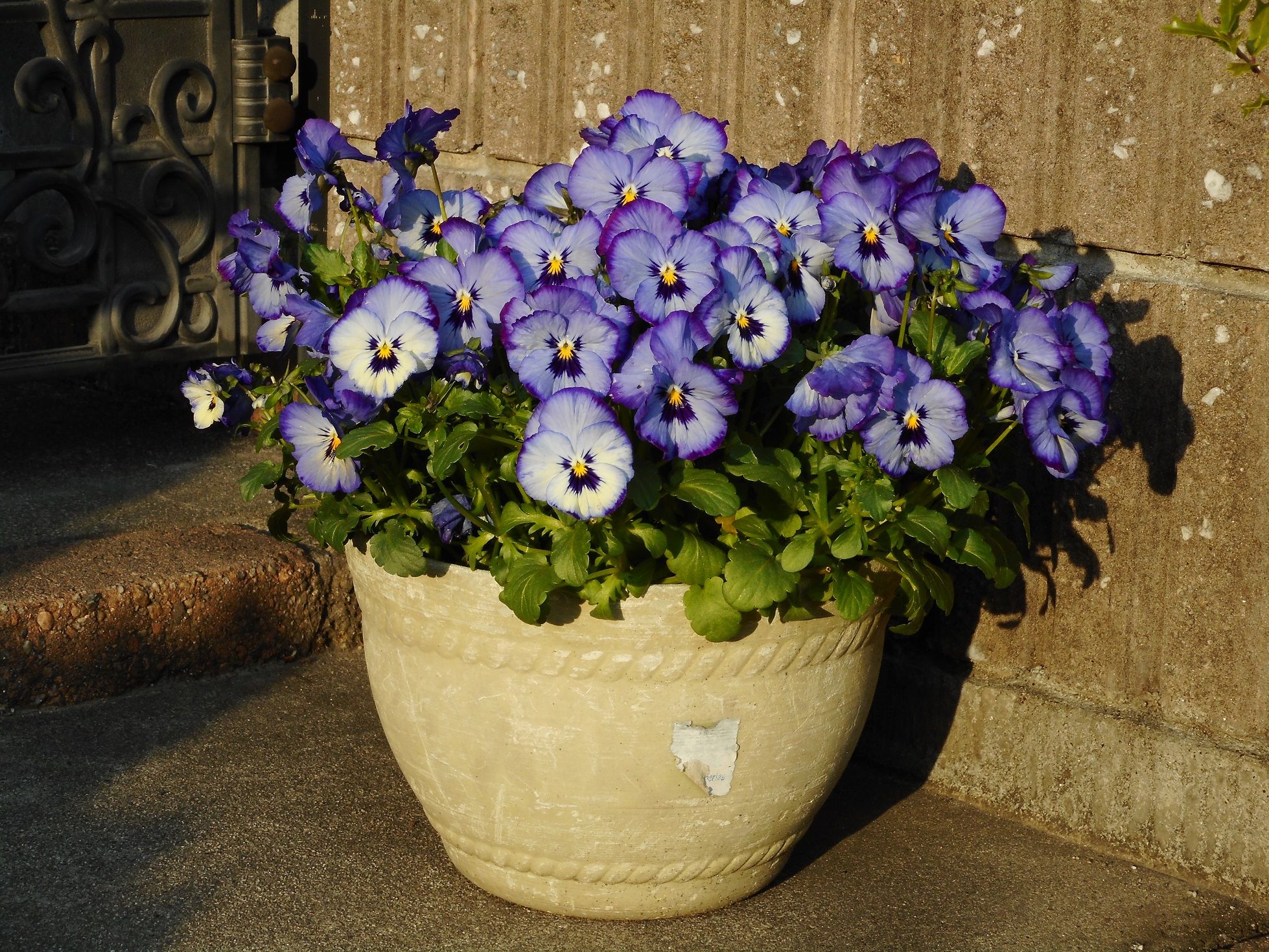 我が家の春の花 ｔｅａ ｇａｒｄｅｎ ちょっとひとりごと 楽天ブログ