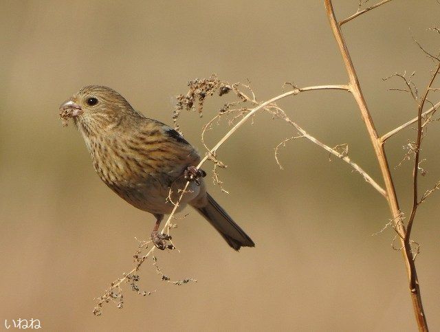 今日の野鳥 ベニマシコのメス Nikon P900 いねねの趣味三昧 昆虫 野鳥 古寺巡り 読書 木工 語学など 楽天ブログ