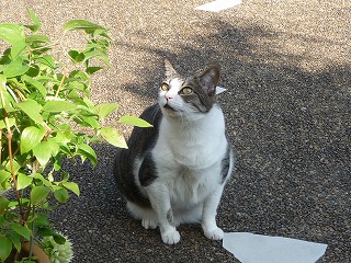 P1020397ss.jpg