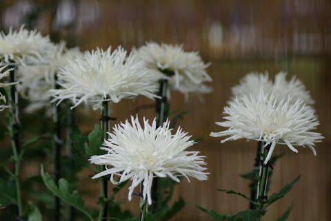 東京都観光 菊花大会