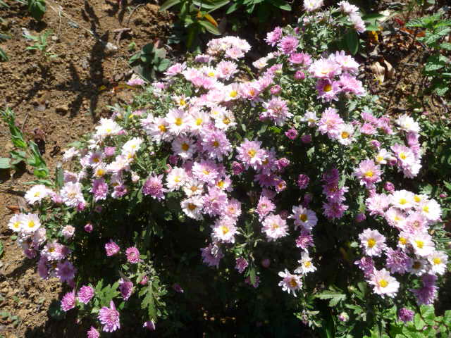 307 菊