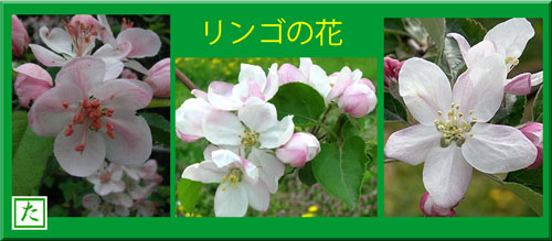 11リンゴの花.jpg
