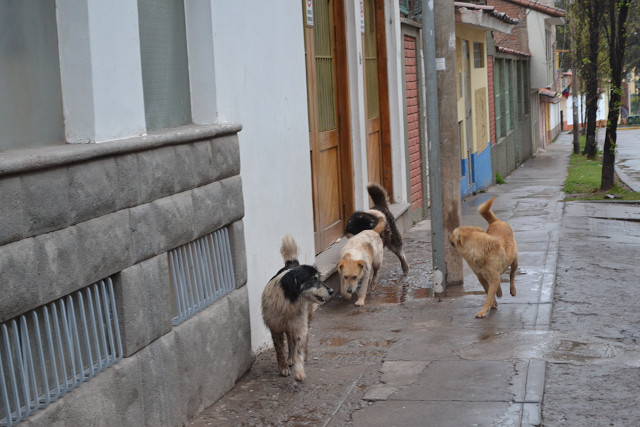 6犬たち.jpg
