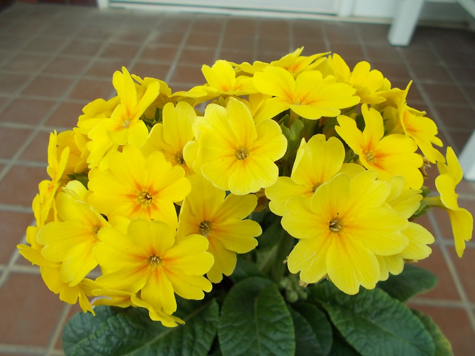 ガーデンプリムラ アラカルトシュシュ の花がらどうしよう バラを咲かせることが好き 楽天ブログ