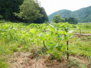 DSCN0703.jpg
