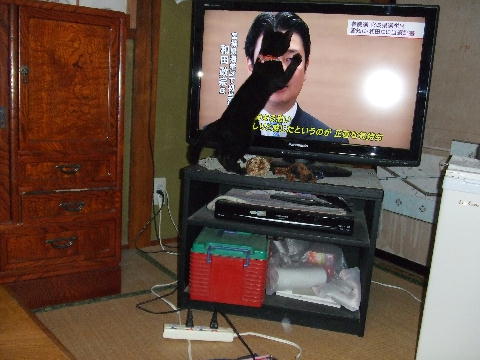猫2.JPG
