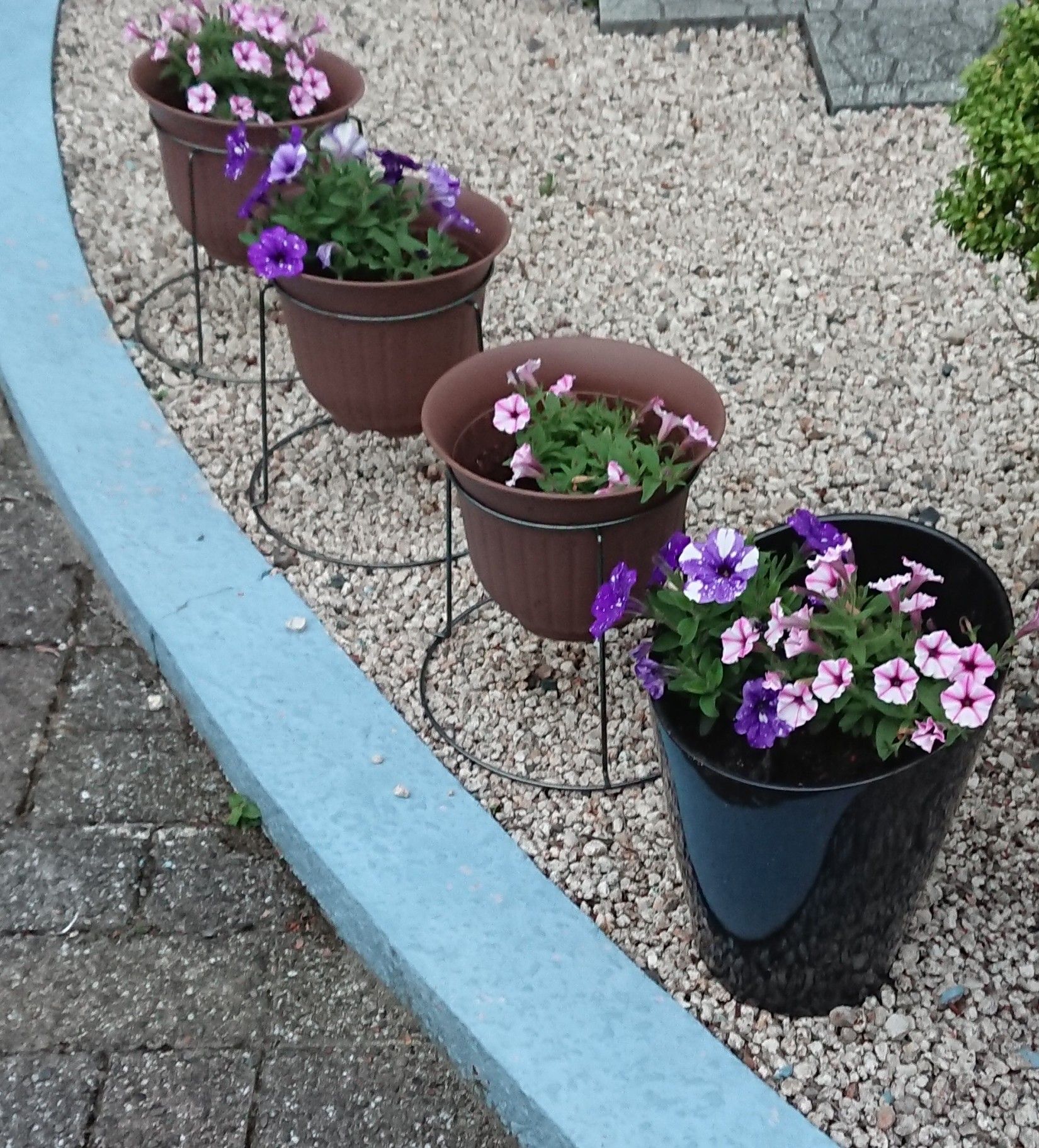 プランターの花を雨から守る 家庭菜園１年生の節約ガーデニング 楽天ブログ