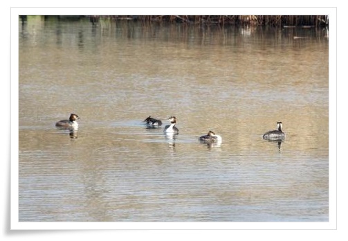 健民海浜公園-4 カンムリカイツブリ 14.3.17