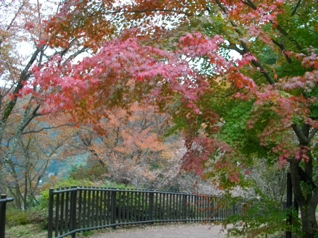 IMGP0324.JPG