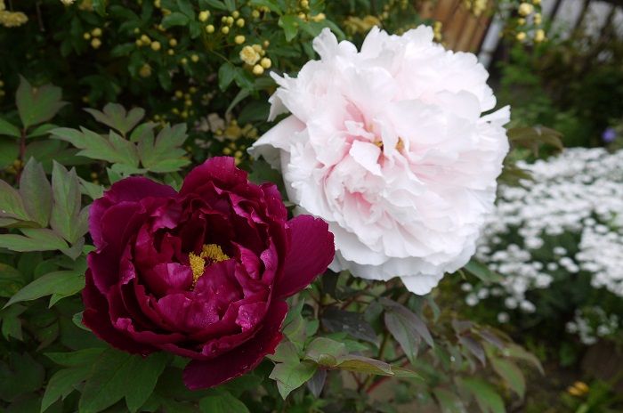 赤紫のボタン開花 黄モッコウバラと 彡 バラの香る庭へようこそ 楽天ブログ