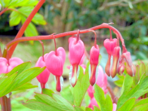 タイツリソウの花-4