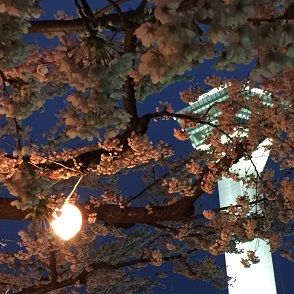 ５－５１桜４.JPG