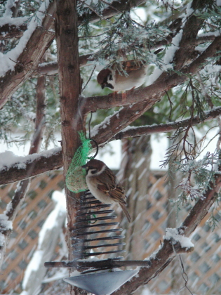 2017-11-24suzume1 (1).JPG