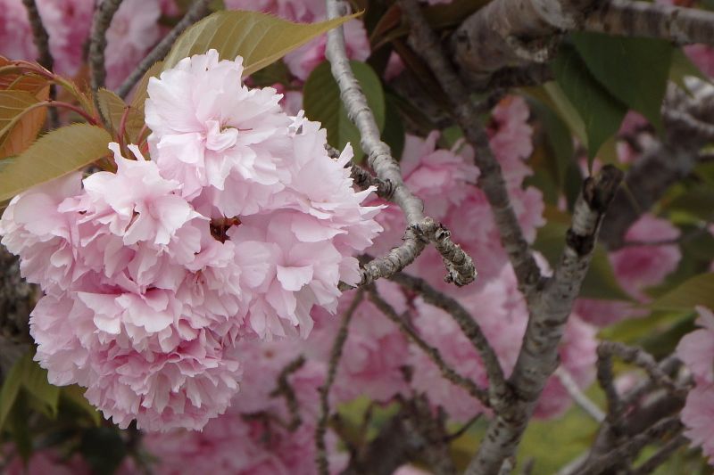 備前市 八重桜満開 | てっちゃんのフォトだよりでーブログ - 楽天ブログ