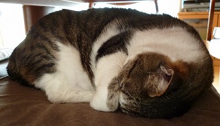 P1290154-ass.jpg