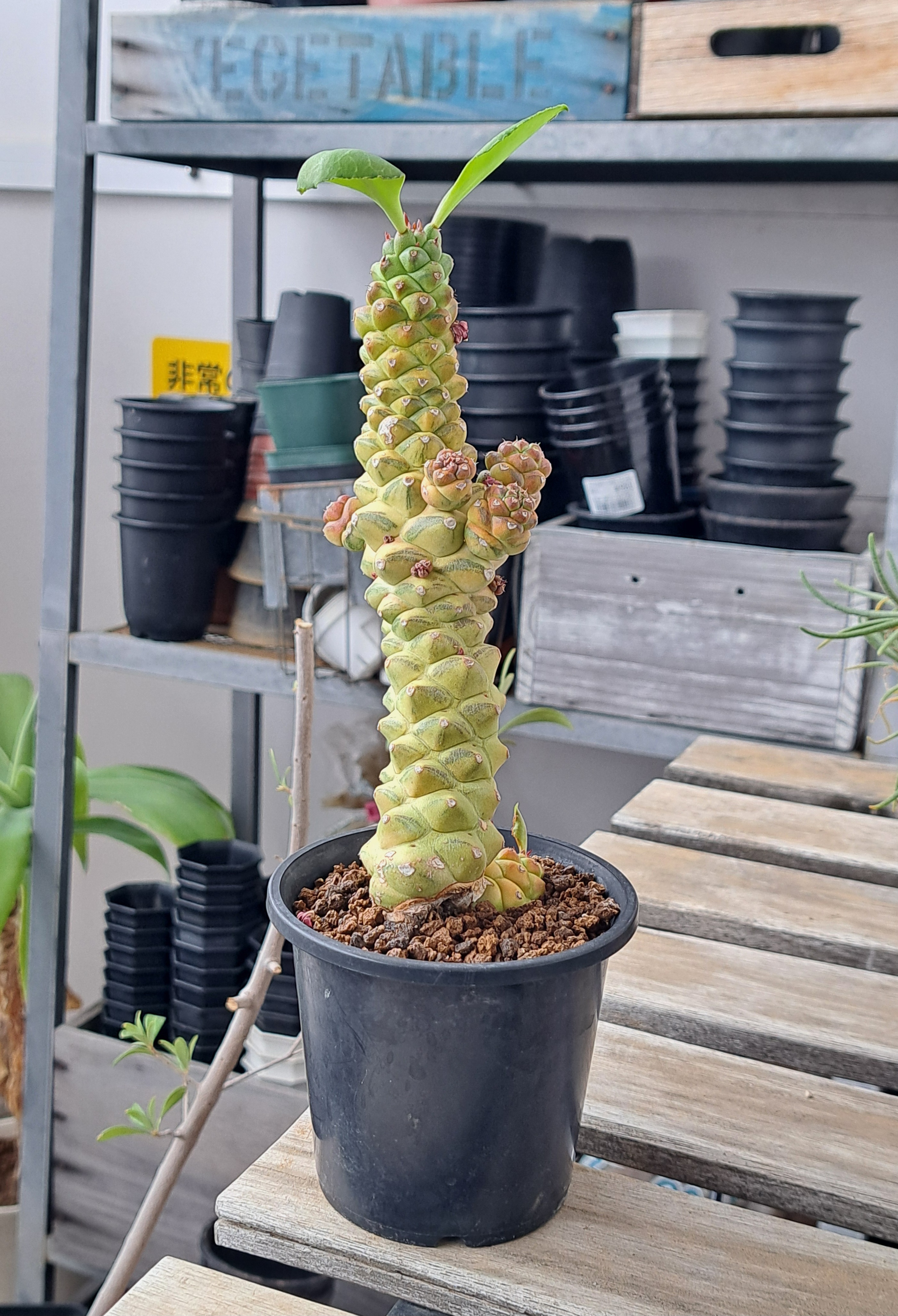 リチェイ錦の葉はデカくなったのか？ | デルオの多肉日記 - 楽天ブログ