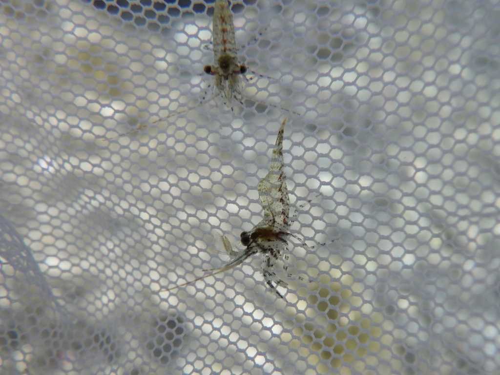 串本磯採集2023年8月上旬36　モエビ科の一種（Hippolytidae sp.）