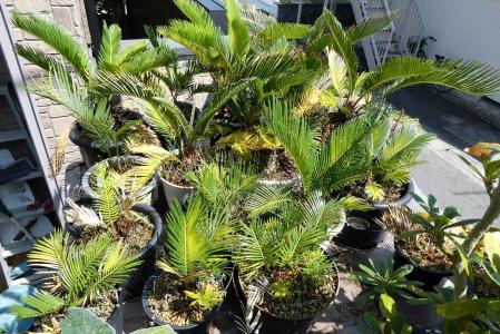 ソテツ NO.31 えいた ソテツ NO.31 えいた 蘇鉄 ソテツ ガーデニング 植木 庭木 木 No