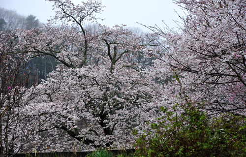 桜１