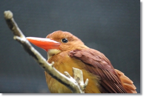 東京旅行-72 アカショウビン-1 13.10.5