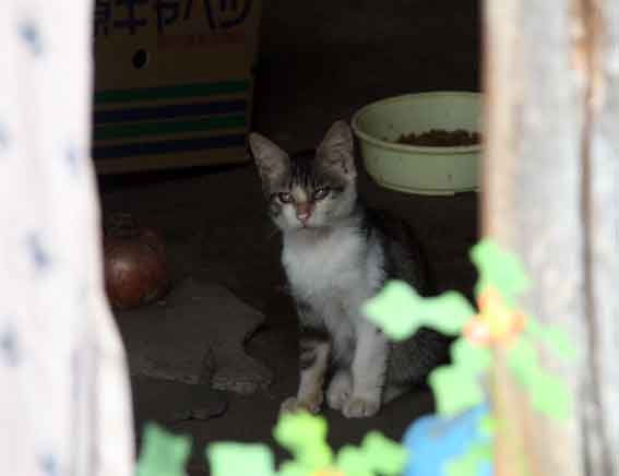 我が家のニャンコ♪2013/9/8-3