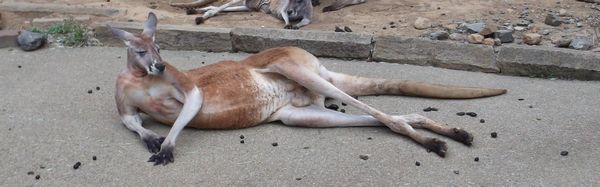 カンガルー.jpg