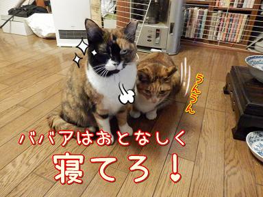 寝てろ.JPG