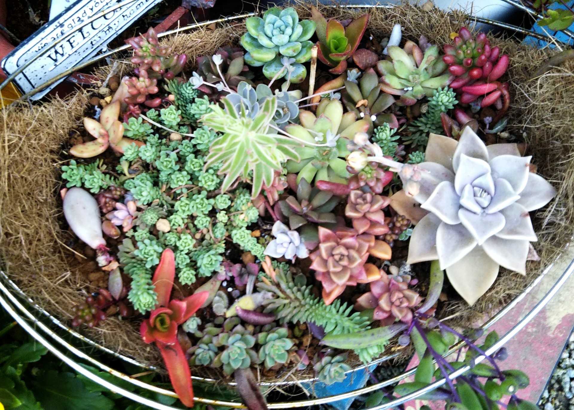 多肉植物 ⭐︎寄せ植え 詰め合わせ - 植物/観葉植物