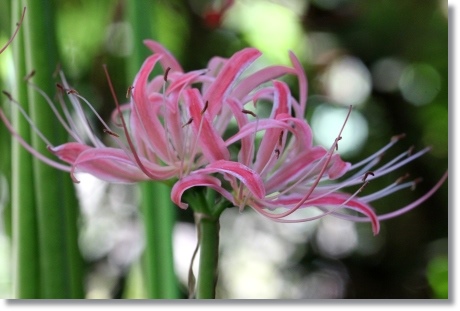 狐山古墳-19 ヒガンバナ-19 13.9.24