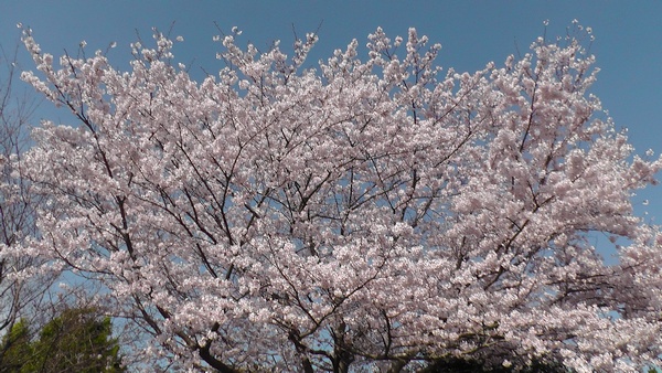 桜　花見　満開