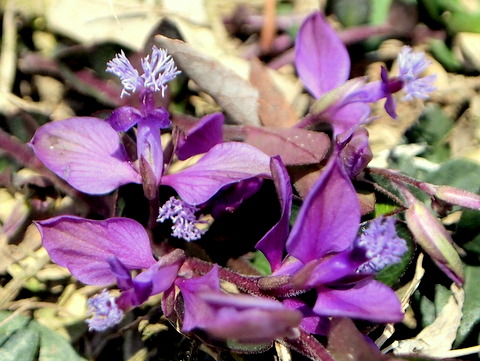 見知らぬ紫の花-3