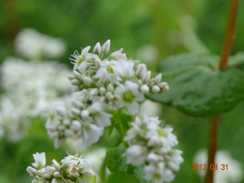 DSC00058_R.JPG