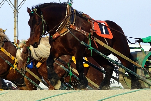 馬（ばんえい競馬）