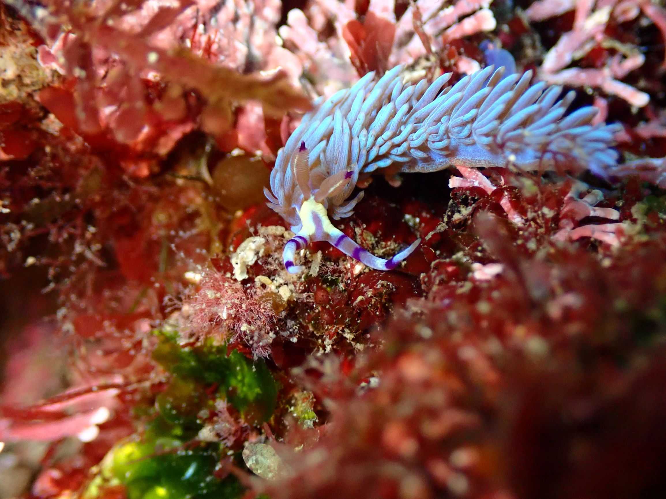 ウミウシってナメクジみたい 大 自 然 楽天ブログ