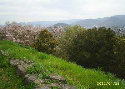 土器山頂上駐車場近くの桜