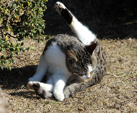 我が家のニャンコ♪2015/2/1-3