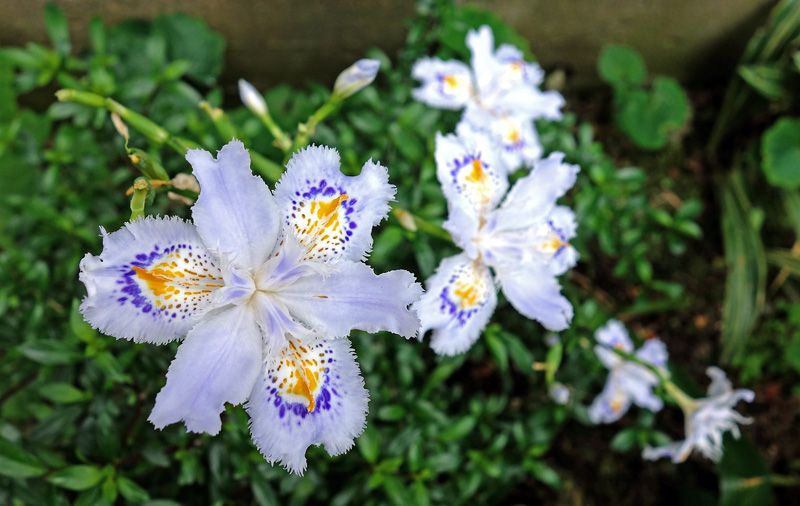 釈迦の花 Tominopage 楽天ブログ