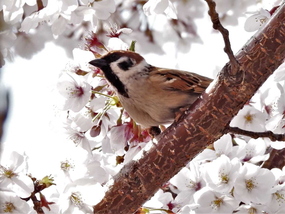 桜に雀など6種 Pi 南公園 22 04 07 その2 2 Hanadai S Ocean 楽天ブログ