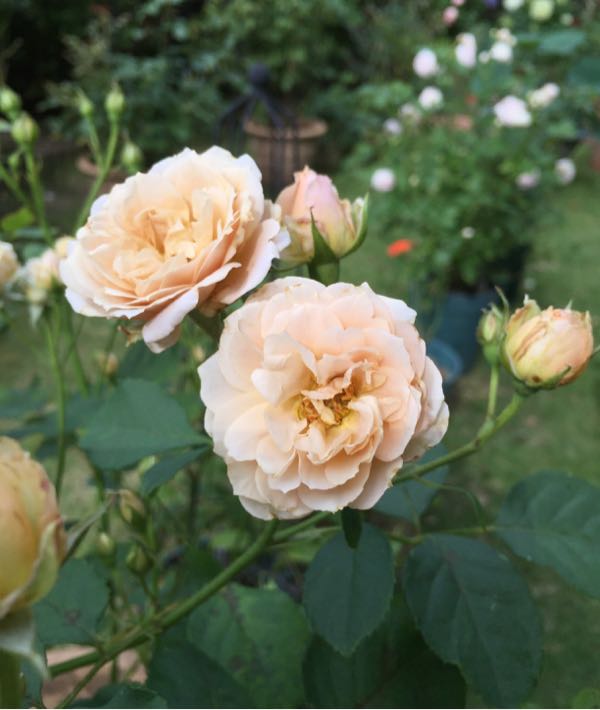 rblog-20160703194236-04.jpg