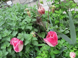 IMG_9951ss.jpg