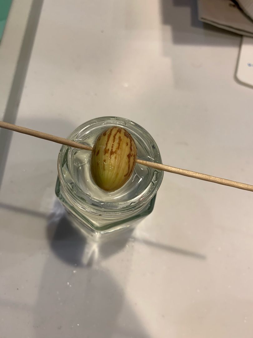 カニステル栽培 これからの時代は熱帯果樹栽培 楽天ブログ