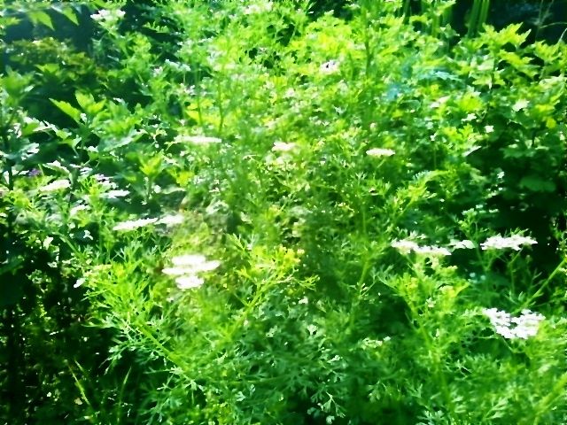 胡荽 こすい パクチー コリアンダー 熊谷 西別府 楽天ブログ