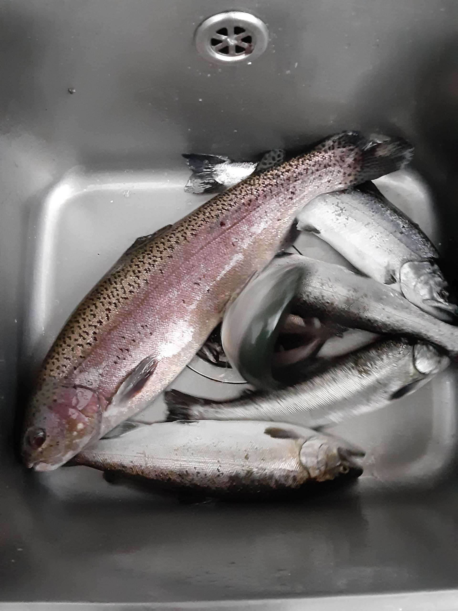 3ページ目の記事一覧 タカの管釣り釣行記 楽天ブログ