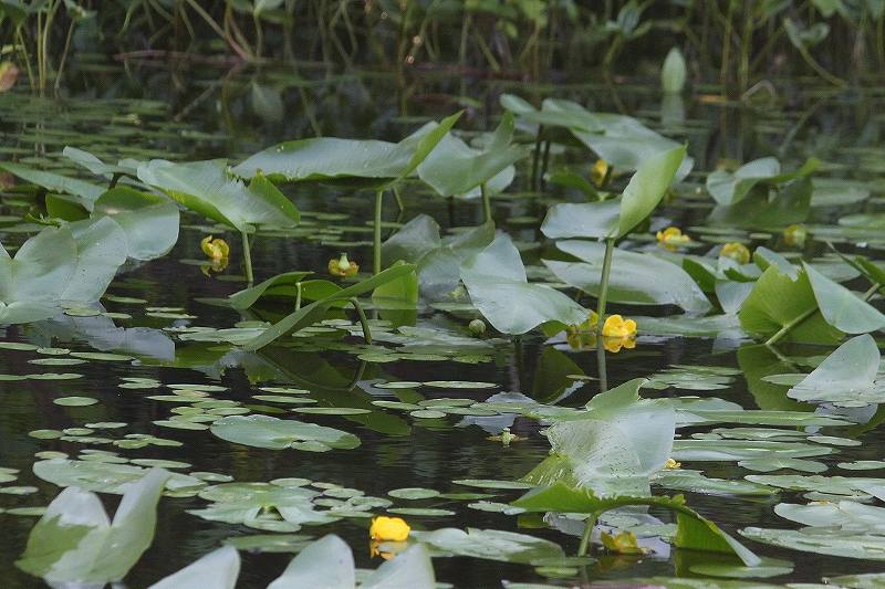 IMG_2991 (800x533).jpg