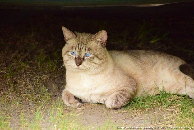 急遽変更 猫のお話 その2 | 今日の予定 - 楽天ブログ