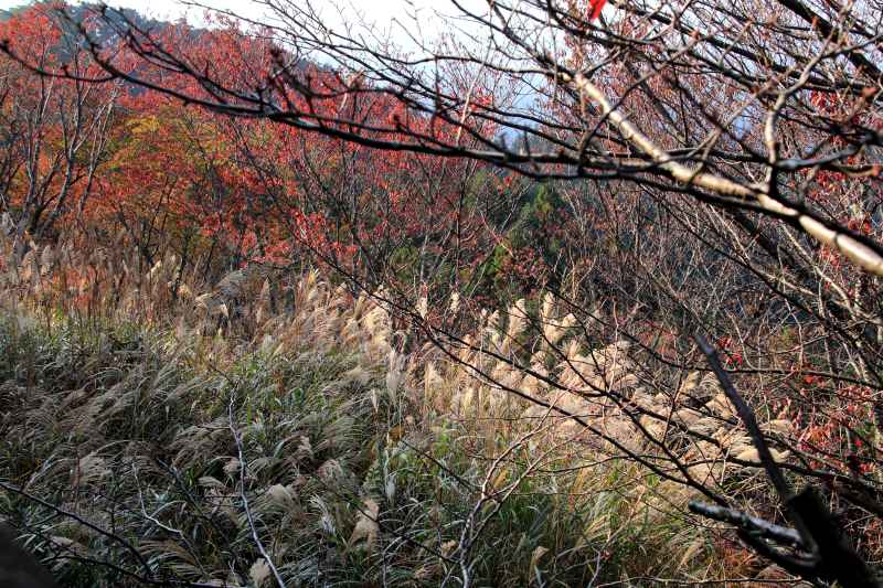 吉野山上千本_006ススキ・サクラ紅葉.jpg