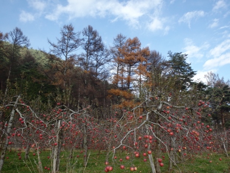 加藤農園