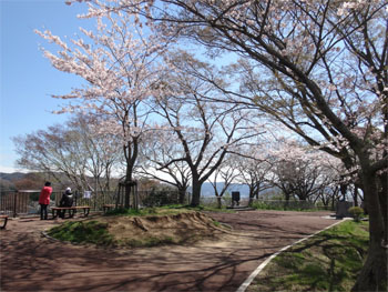 桜11.jpg